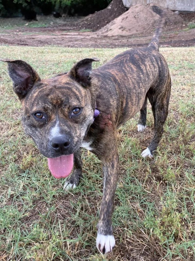 An adult medium-sized female Brindle American Staffordshire Terrier dog named Shayna for adoption in Oklahoma City, OK