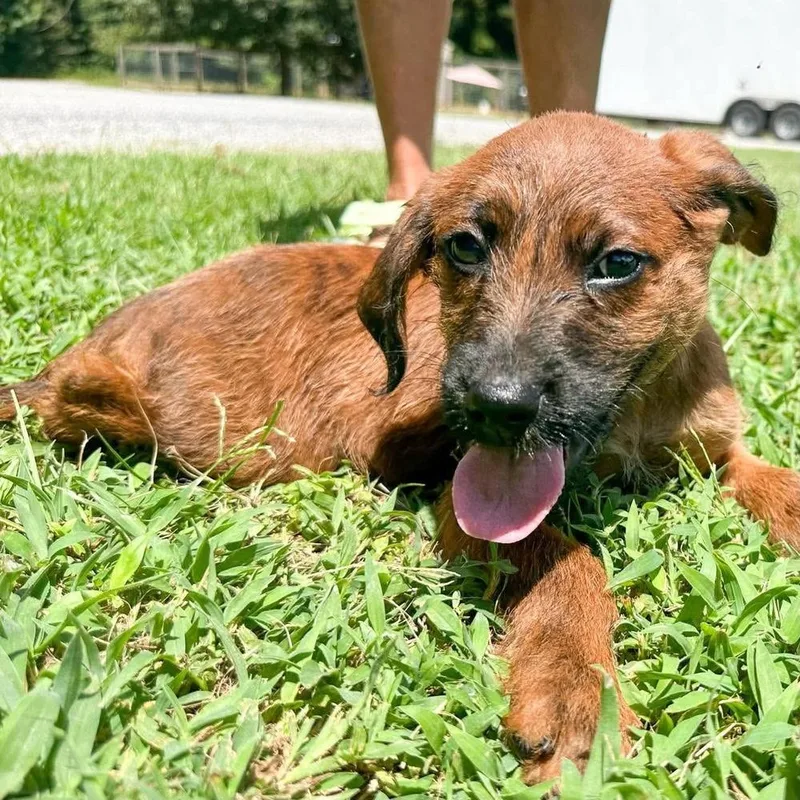 A baby medium-sized female Mixed Breed dog named Melissa Gilbert for adoption in Groveland, MA