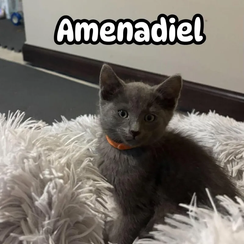 A baby small-sized male Black Domestic Short Hair cat named Amenadiel for adoption in Wichita, KS