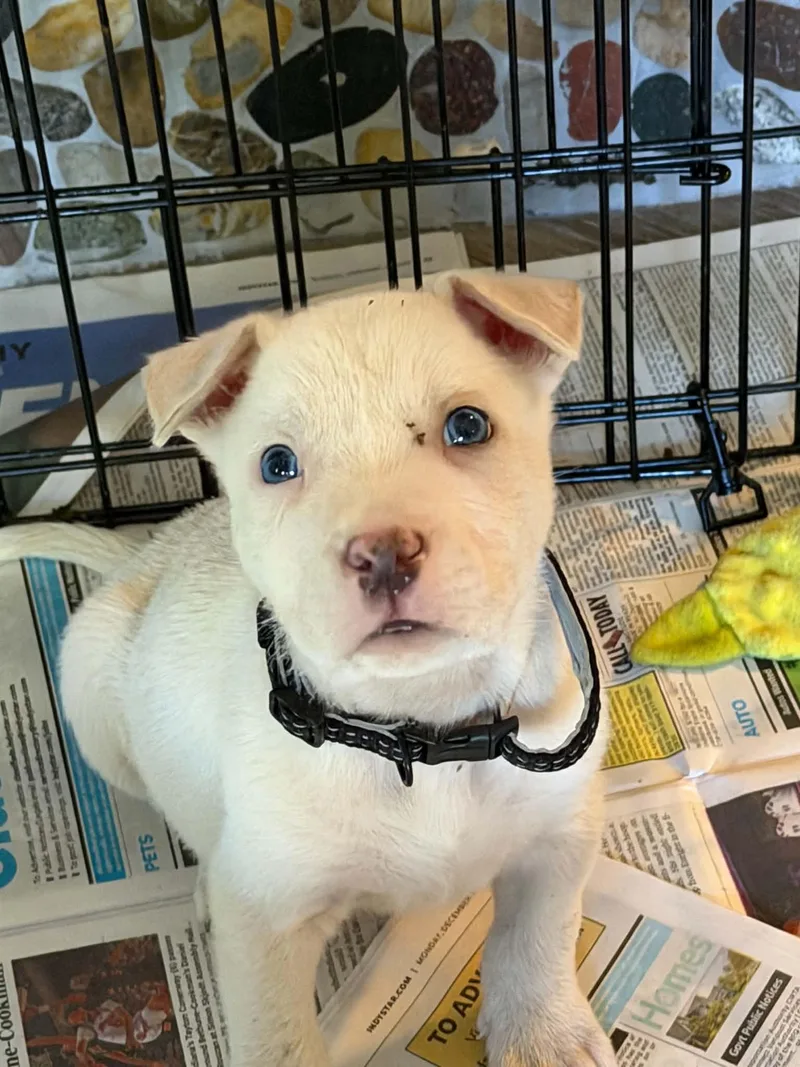 A baby medium-sized male German Shepherd Dog dog named Biggby for adoption in Indianapolis, IN