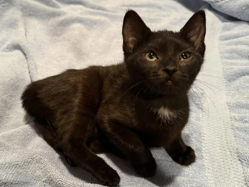 A baby medium-sized female Black Domestic Short Hair cat named Cappuccino DeCat for adoption in Trenton, NJ
