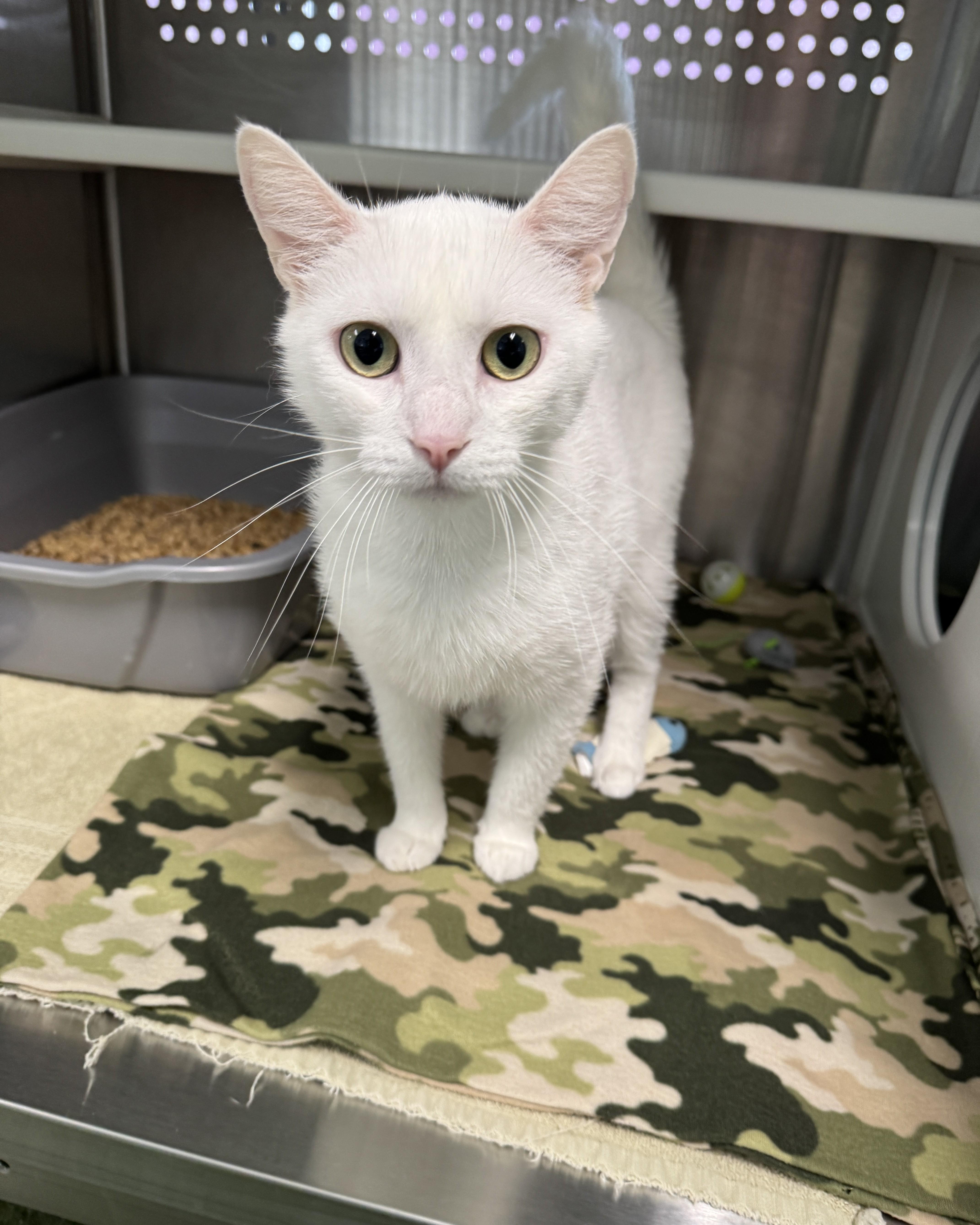 A young medium-sized female White Domestic Short Hair cat named Winter for adoption in Seneca, PA