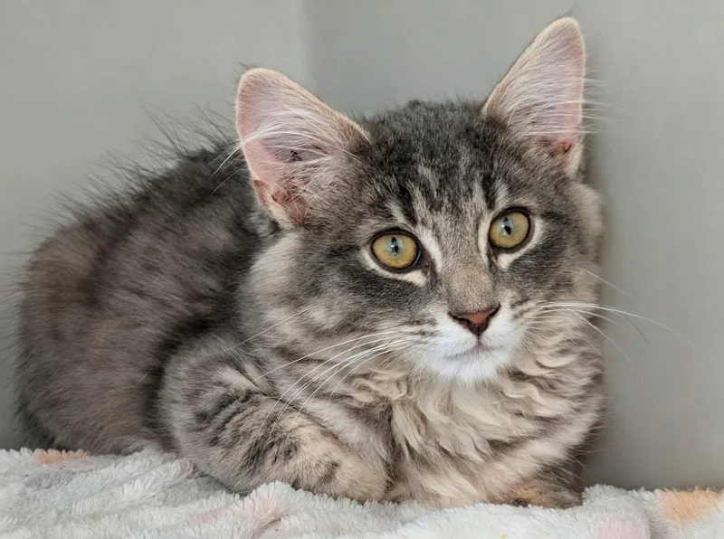 A baby medium-sized male Gray / Blue / Silver Domestic Long Hair cat named Karate for adoption in Eureka, CA