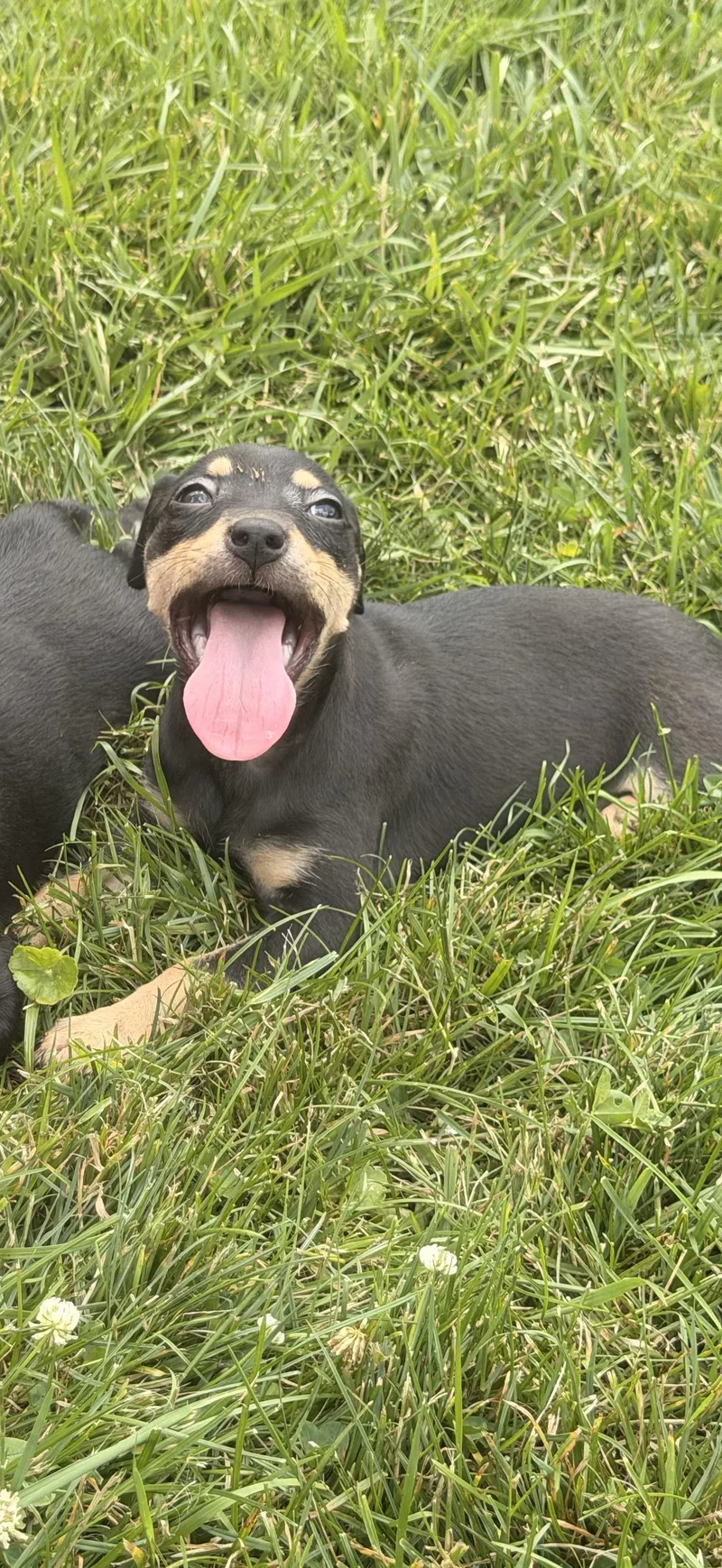 A baby small-sized female Chiweenie dog named Ember for adoption in Carmel, NY