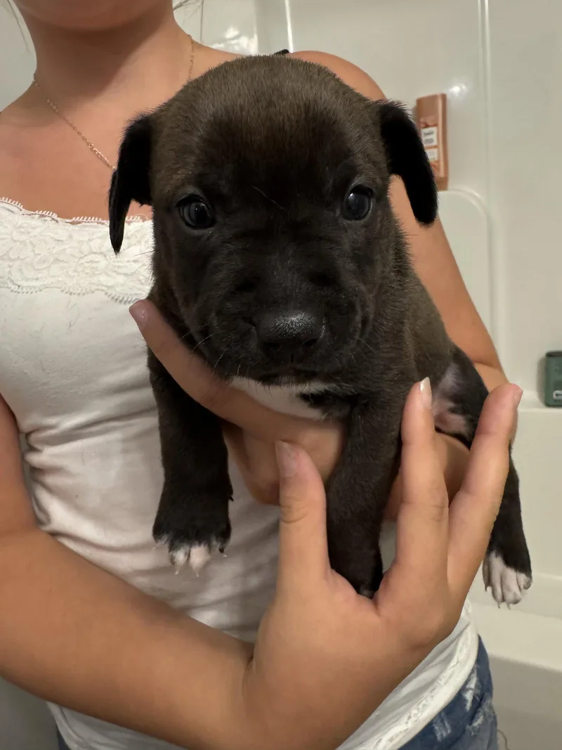 A baby medium-sized male Labrador Retriever dog named Ron for adoption in Holly Springs, NC