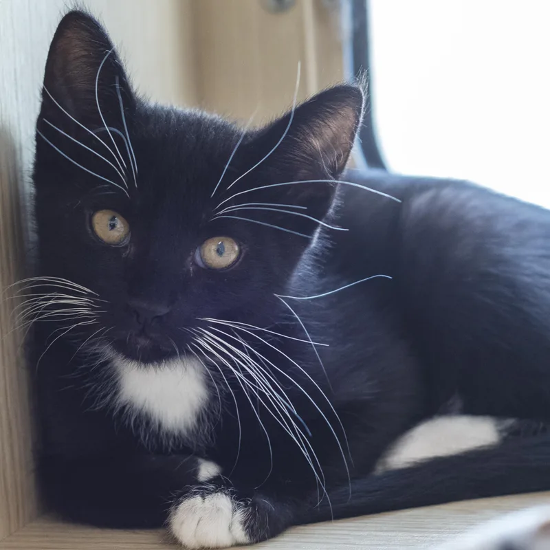 A baby medium-sized male Black & White / Tuxedo Domestic Short Hair cat named Moped for adoption in Pontiac, MI