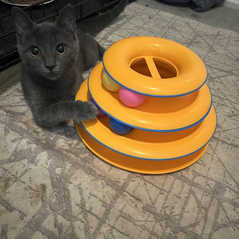 A baby medium-sized female Gray / Blue / Silver Domestic Short Hair cat named Jazzy for adoption in Berkeley Heights, NJ
