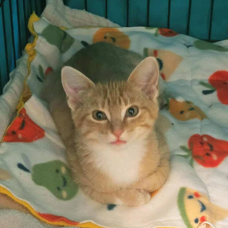 A baby medium-sized male Orange / Red Domestic Short Hair cat named Fang for adoption in Plover, WI