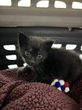 A baby small-sized female Domestic Short Hair cat named Valentine for adoption in Cumming, GA