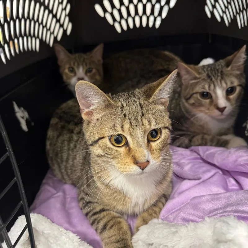 A young medium-sized male Brown / Chocolate Domestic Short Hair cat named Shadrach for adoption in Matteson, IL