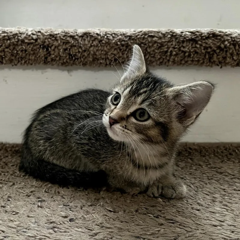 A baby small-sized male Brown / Chocolate Domestic Short Hair cat named Earl Gray for adoption in St. Paul, MN