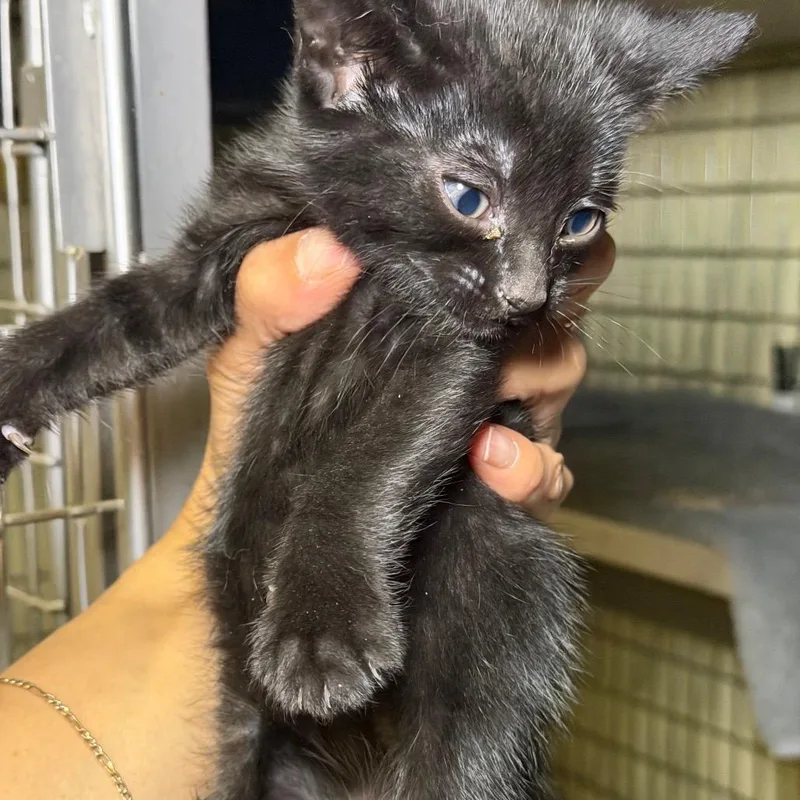 A baby small-sized female Black Domestic Short Hair cat named Flan for adoption in Middle Village, NY