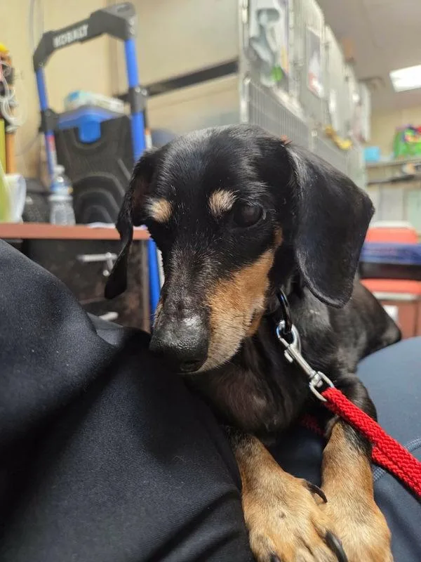 A senior small-sized male Dachshund dog named Shadow for adoption in Salisbury, MD