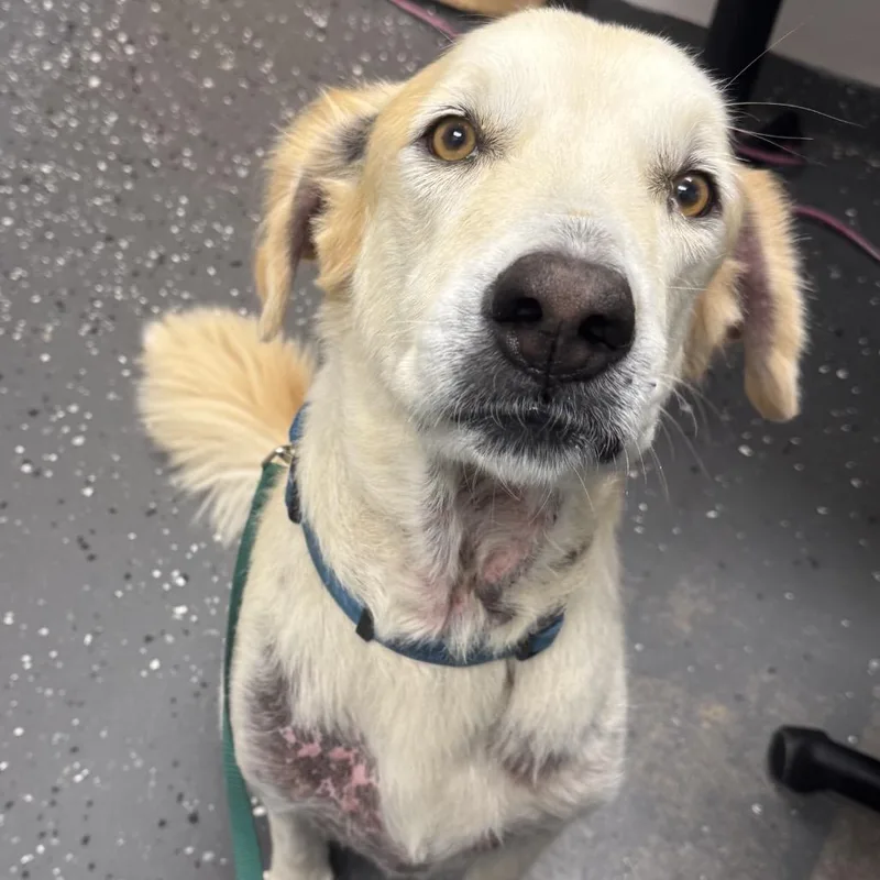 A senior large-sized female Golden Mixed Breed dog named Maggie for adoption in Columbiana, AL