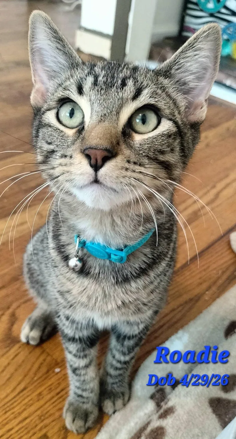 A baby large-sized male Tabby (Gray / Blue / Silver) Domestic Short Hair cat named Roadie for adoption in Concord, CA