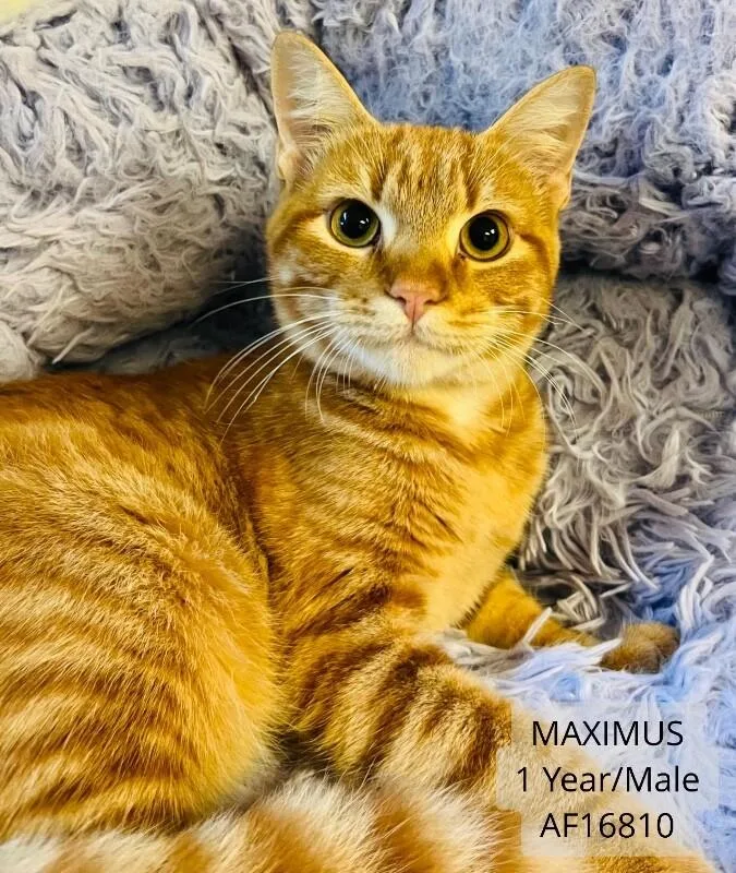 An adult medium-sized male Domestic Short Hair cat named Maximus for adoption in Supply, NC