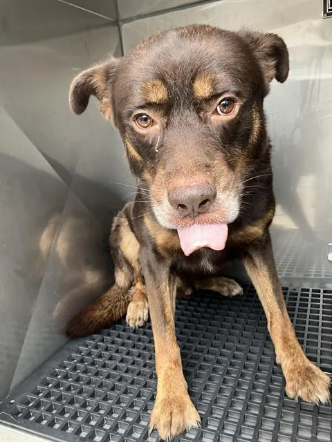 An adult large-sized male Mixed Breed dog named Buddy for adoption in Dallas, TX