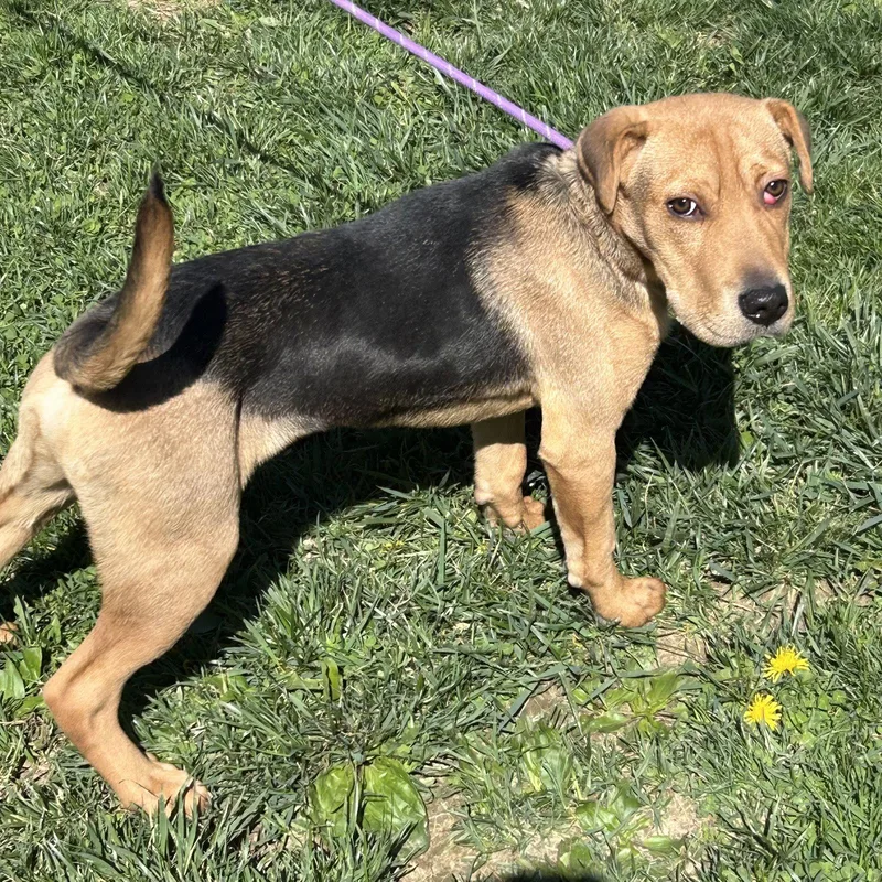 A baby medium-sized male Beagle dog named Hoss for adoption in Norwood, OH