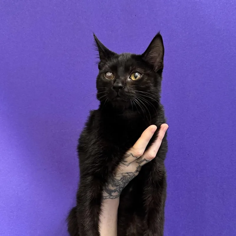 Teef