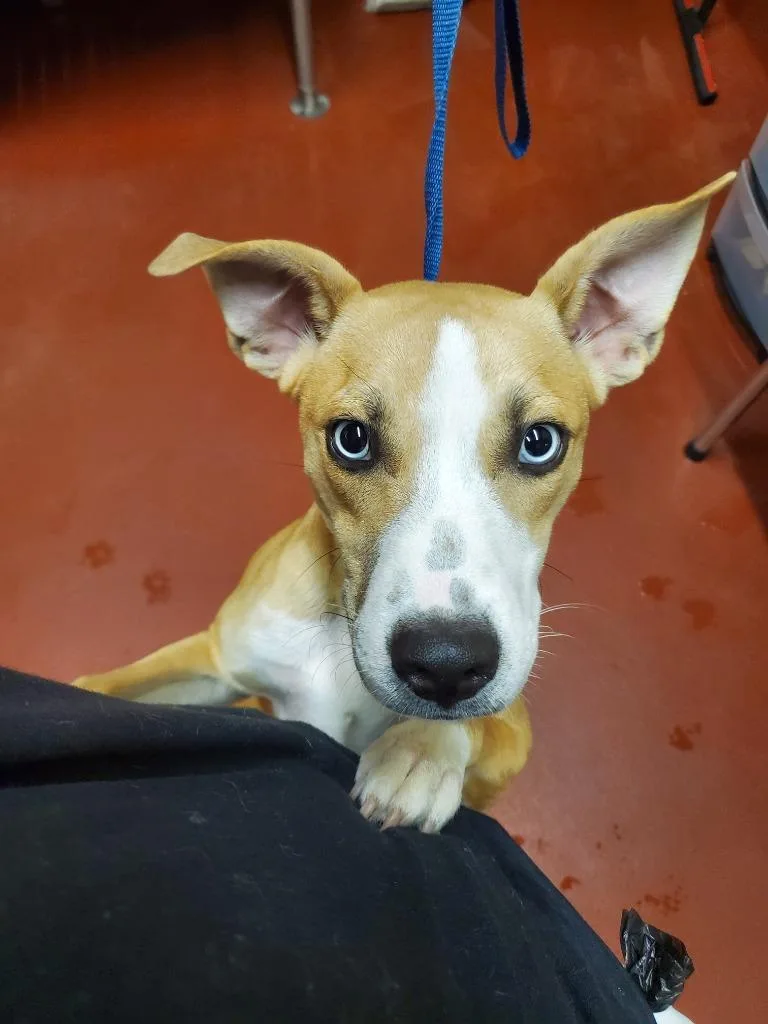 A young medium-sized male Mixed Breed dog named Chips for adoption in Douglasville, GA