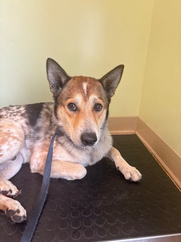 An adult medium-sized male Tricolor (Brown, Black, & White) Mixed Breed dog named Slim for adoption in Warren, PA