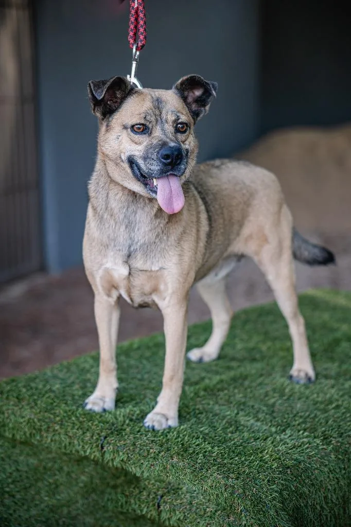 A young medium-sized female Black Mouth Cur dog named Gigi for adoption in Anacortes, WA