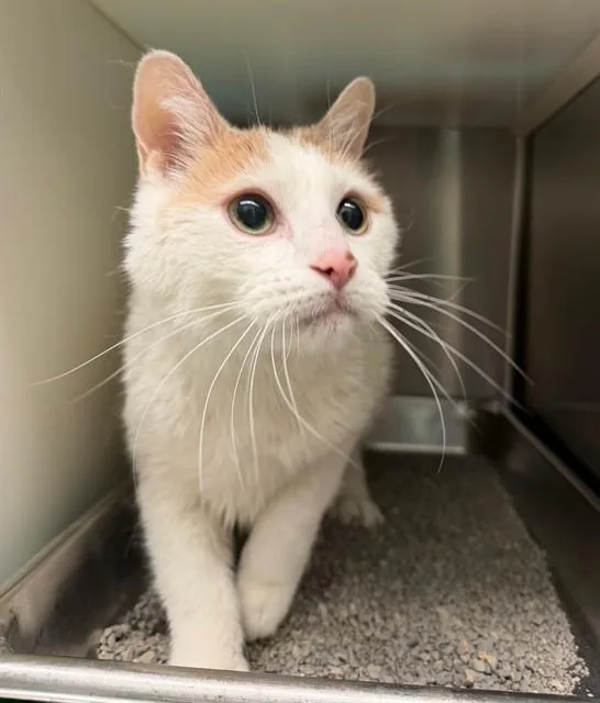 An adult medium-sized male Domestic Short Hair cat named Popcorn for adoption in Brighton, CO