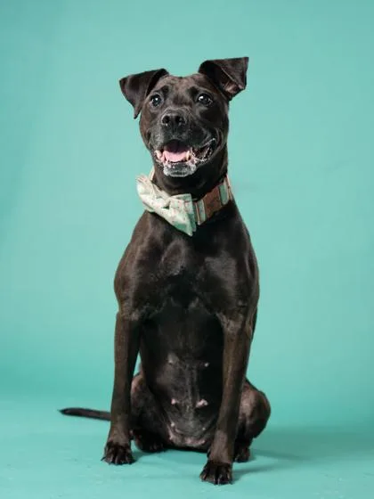An adult medium-sized female Pit Bull Terrier dog named Bella for adoption in Atlanta, GA