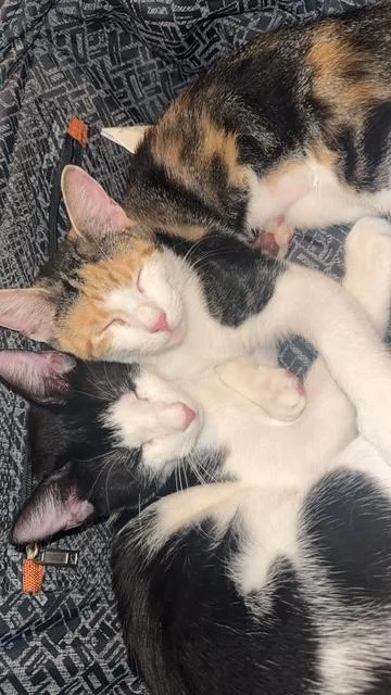 A baby small-sized male Domestic Short Hair cat named Chili and Tabasco for adoption in Brooklyn, NY