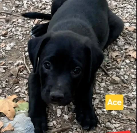 A baby large-sized male Black Labrador Retriever dog named Ace for adoption in Lemont, IL