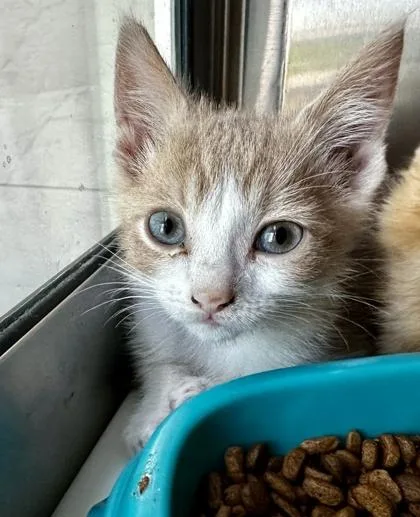 A baby small-sized male Domestic Short Hair cat named Broly for adoption in Westland, MI