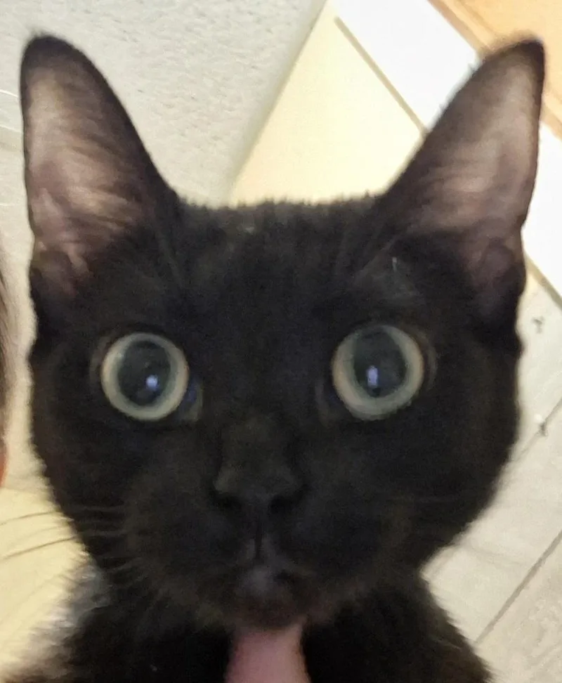 A young medium-sized female Black Domestic Short Hair cat named Mama Selene for adoption in Peoria, IL