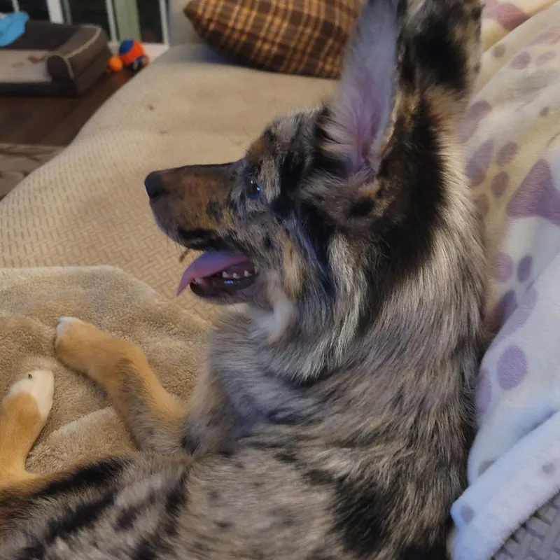 A baby small-sized female Australian Shepherd dog named Pepper for adoption in Myrtle Beach, SC