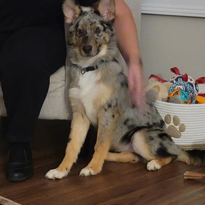 Pepper thumbnail 3