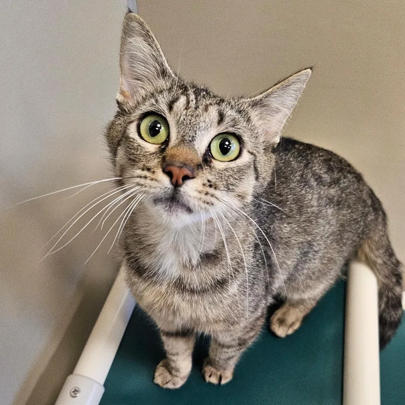 An adult small-sized female Brown / Chocolate Domestic Short Hair cat named Molly for adoption in Sonoma, CA