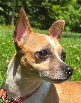 An adult small-sized female Yellow / Tan / Blond / Fawn Chihuahua dog named Catalina for adoption in New York, NY