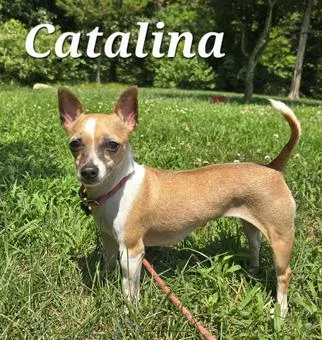 Catalina thumbnail 2