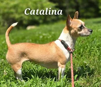 Catalina thumbnail 3
