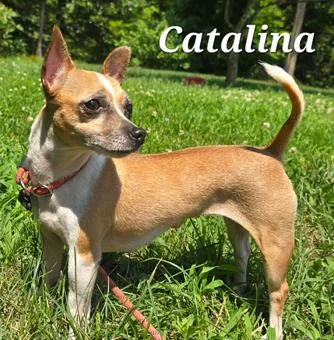 Catalina thumbnail 4