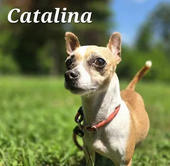 Catalina thumbnail 5