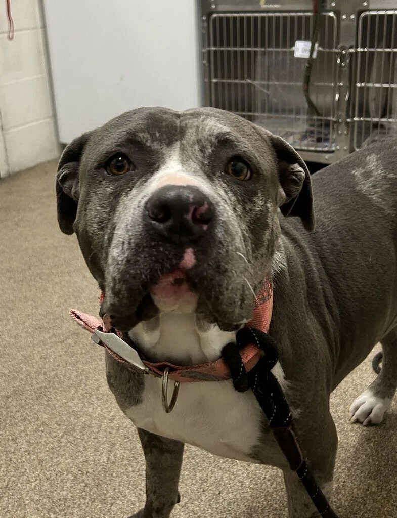 An adult large-sized female Pit Bull Terrier dog named Kira for adoption in Fruit Heights, UT