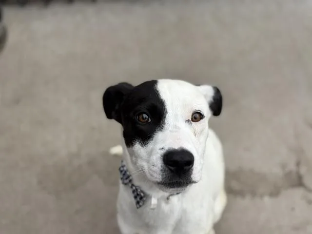 A young medium-sized male Pit Bull Terrier dog named Doctor for adoption in Tulsa, OK