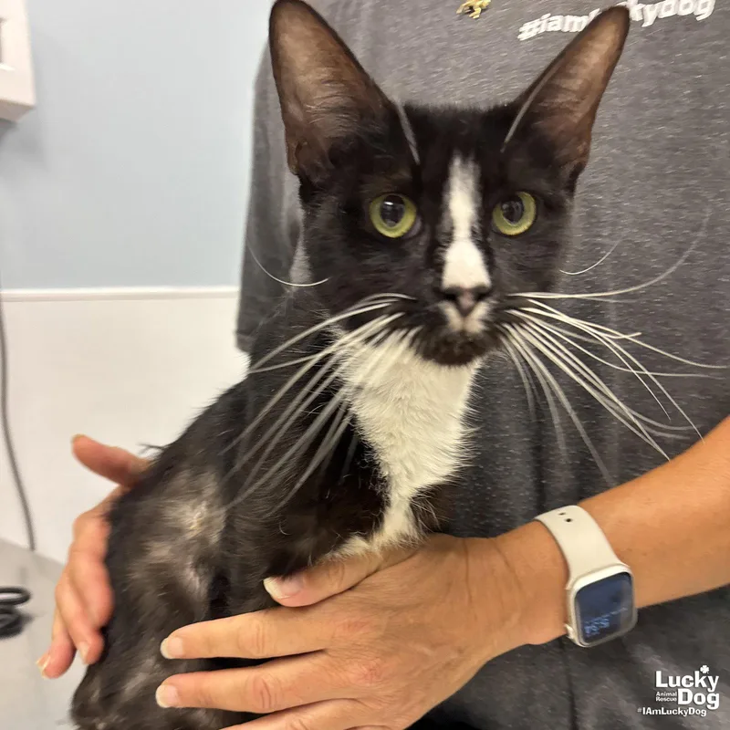 An adult medium-sized female Domestic Short Hair cat named Ranaella for adoption in Washington, DC