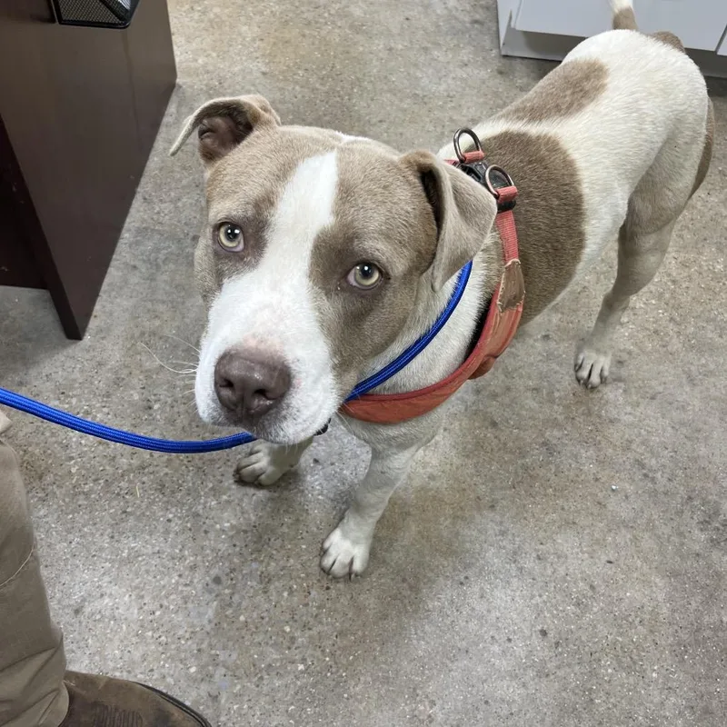 An adult large-sized male White / Cream Pit Bull Terrier dog named Spot for adoption in Madisonville, KY
