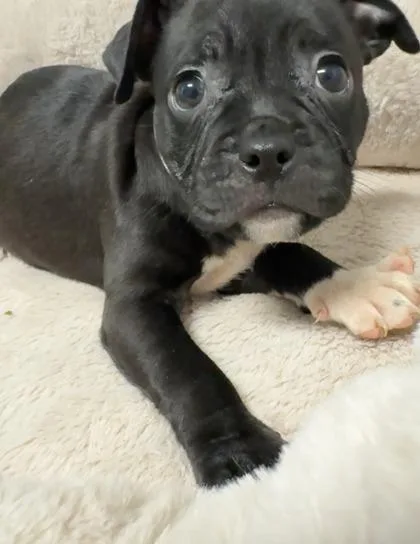 A baby small-sized female Boxer dog named Sugarloaf for adoption in Lawrenceville, GA