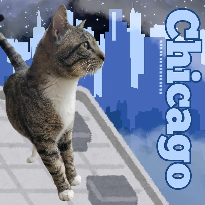 An adult medium-sized male Tabby (Buff / Tan / Fawn) Domestic Short Hair cat named Chicago for adoption in Aransas Pass, TX