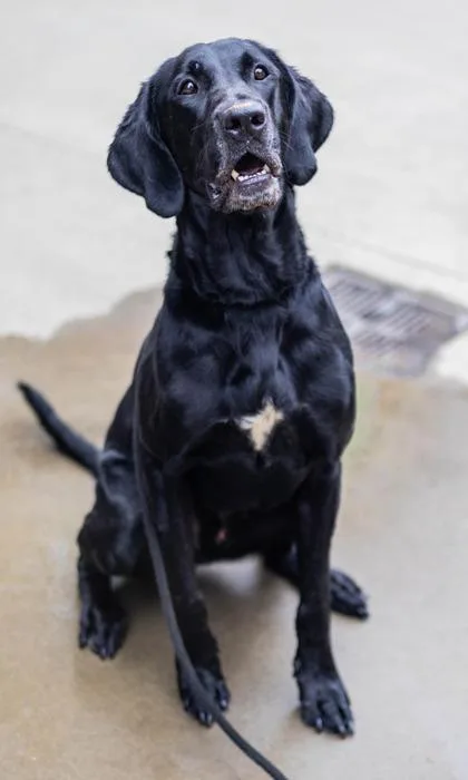 An adult large-sized male Mixed Breed dog named Trailblazer for adoption in Chamblee, GA