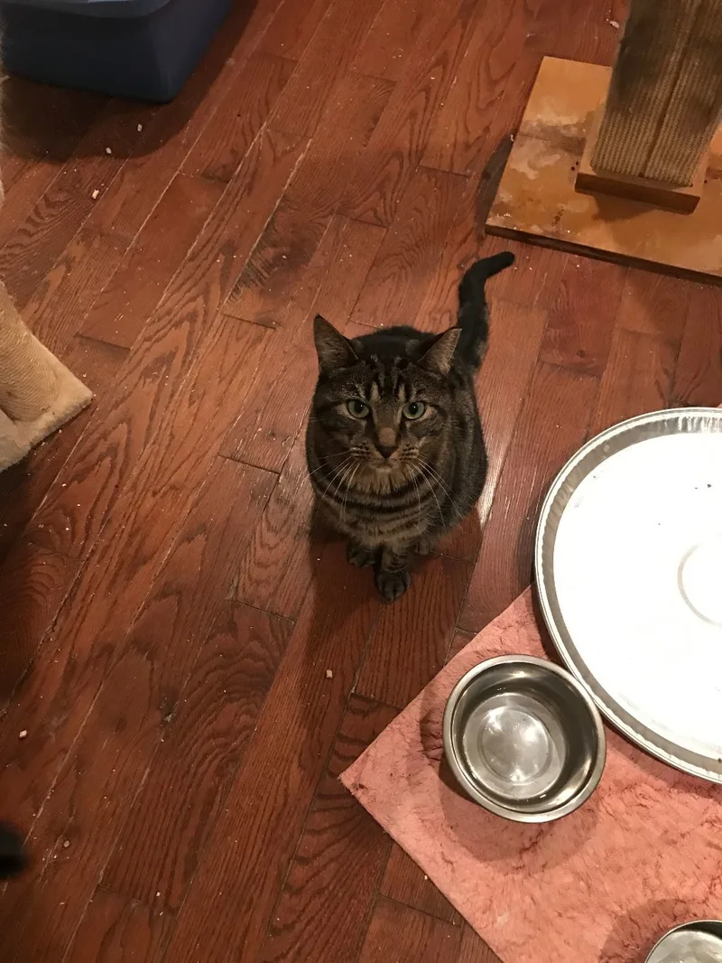 An adult medium-sized female Domestic Short Hair cat named Love for adoption in East Moriches, NY