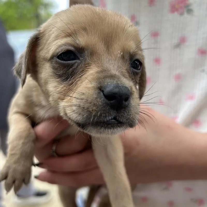 A baby small-sized female Sable Shepherd dog named Minnie for adoption in San Antonio, TX
