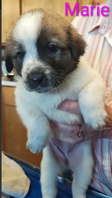 A young large-sized female Border Collie dog named Marie for adoption in Kansas City, MO